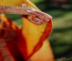 wedding photography in india